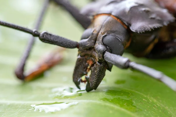 Giant Fijian Longhorn Beetle Island Koh Phangan Thailand Close Macro — Stock Photo, Image