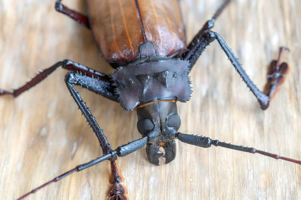 Giant Fijian Longhorn Beetle Island Koh Phangan Thailand Close Macro — Stock Photo, Image