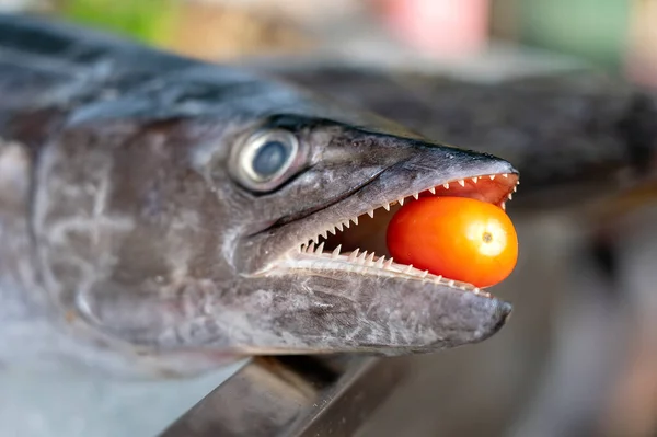 Vicino Sui Denti Barracuda Con Pomodoro Rosso Barracuda Pesce Fresco — Foto Stock