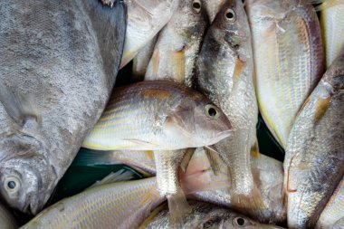 Tayland 'daki sokak pazarında taze deniz balığı. Deniz ürünleri konsepti. Pişirmek için çiğ balık, kapat.