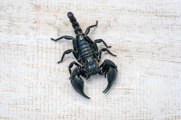 Asian Black Scorpion White Wooden Background Ubud Island Bali Indonesia — Stock Photo, Image
