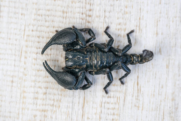 Азиатский черный скорпион на белом деревянном фоне в Убуде, остров Бали, Индонезия. Закрыть