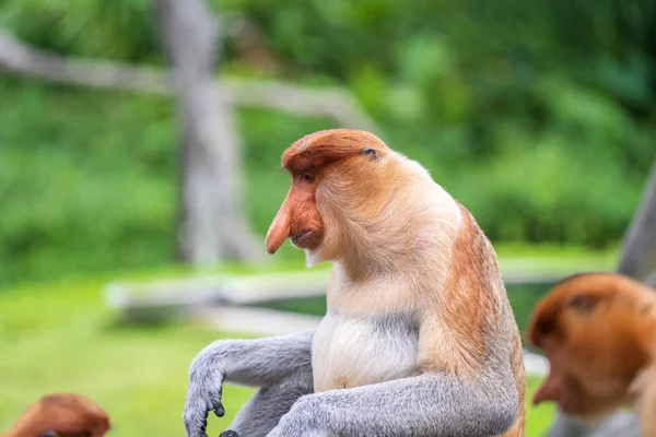 Vadon Élő Proboscis Majom Vagy Nasalis Larvatus Család Borneo Sziget — Stock Fotó