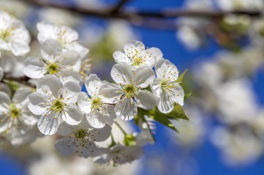 Mavi gökyüzü arka planında bir bahar günü kiraz çiçeklerinin beyaz çiçekleri. Ukrayna 'da çiçek açan meyve ağacı, yakın plan. Doğa konsepti