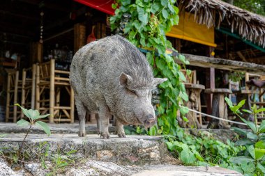 Koh Phangan, Tayland 'daki sahil kafesinin yanındaki büyük domuz. Kapat.