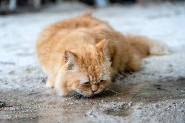 Güzel kızıl kedi dereden su içiyor, yaklaş.