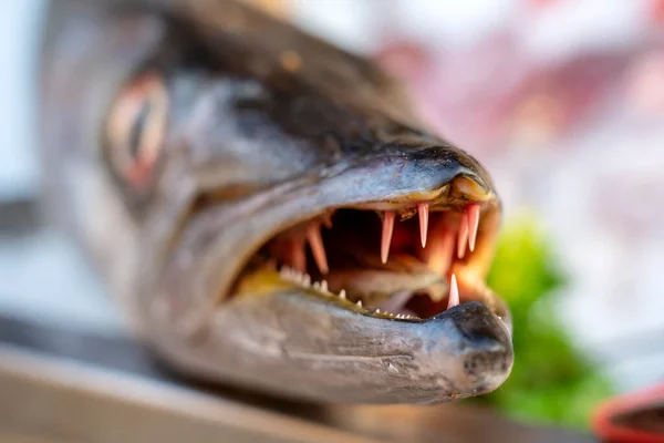 Avvicinati Denti Barracuda Barracuda Pesce Fresco Mare Mercato Alimentare Strada — Foto Stock