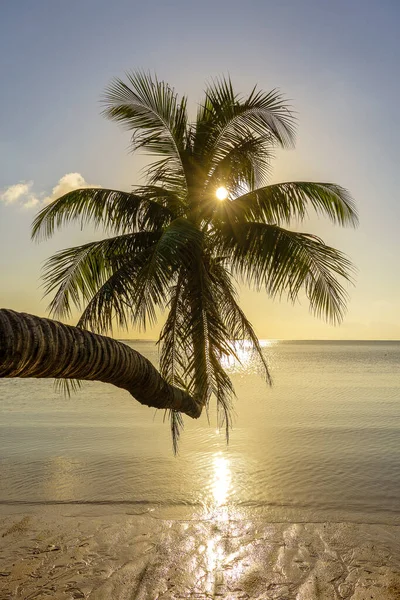 Silueta Palmera Coco Atardecer Playa Tropical Cerca Del Agua Mar — Foto de Stock