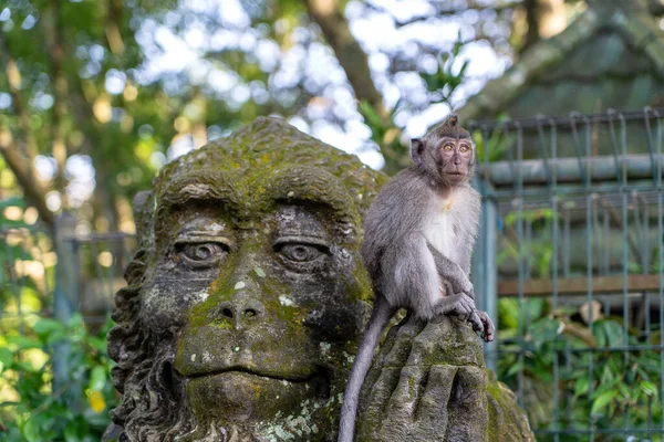 インドネシアのバリ島 ウブドの神聖な猿の森で猿の石の彫刻に座っている猿の肖像画 閉じろ — ストック写真