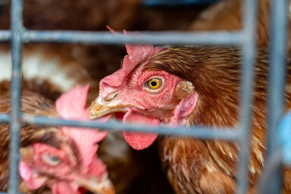 Brown Chicken Sell Local Farm Market Bali Island Indonesia Close — Stock Photo, Image