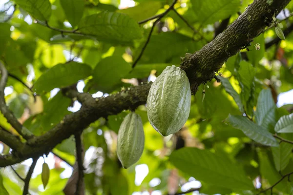 Grãos Cacau Verde Árvore Indonésia Close — Fotografia de Stock