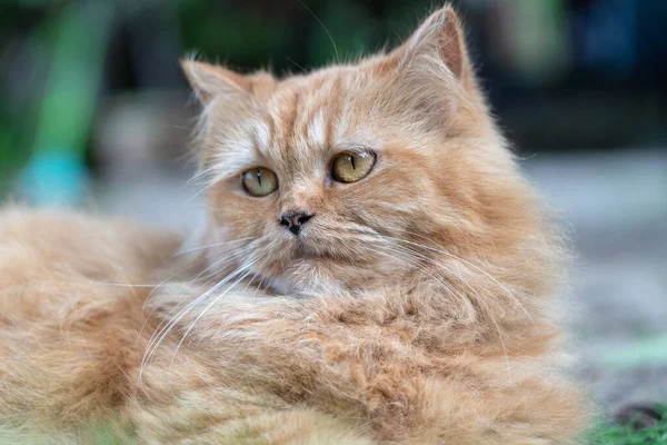 Πορτραίτο Μιας Όμορφης Γάτας Τζίντζερ Στον Κήπο Κοντινό — Φωτογραφία Αρχείου