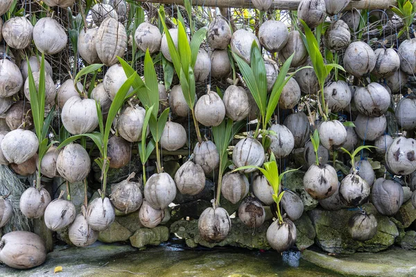 Wall Old Coconuts Tropical Beach Paradise Island Koh Phangan Thailand — Stock Photo, Image