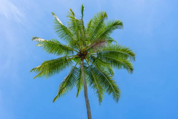 Närbild Gröna Kokosnötter Hängande Palm Mot Blå Himmel Thailand — Stockfoto