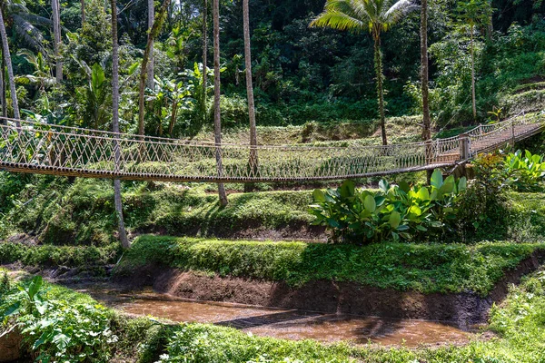 Ponte Suspensa Selva Perto Dos Terraços Arroz Ilha Bali Indonésia — Fotografia de Stock