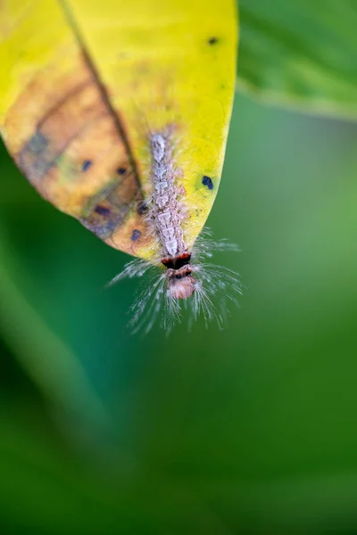 Oruga Sobre Hoja Amarilla Vieja Selva Tropical Isla Bali Indonesia —  Fotos de Stock