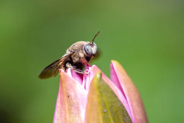 Asian Bumblebee Pink Lotus Flower Ubud Island Bali Indonesia Close — Stock Photo, Image