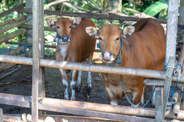 Giovane Vitello Insieme Alla Mucca Nel Recinto Nella Zona Agricola — Foto Stock