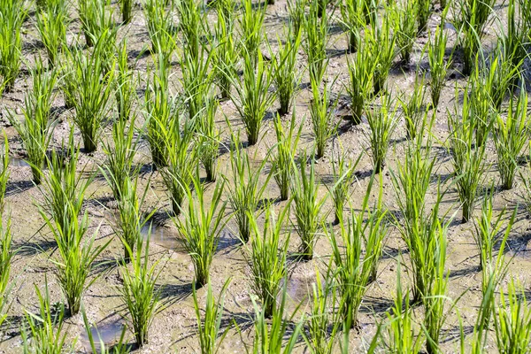 Mladé Zelené Rýžové Klíčky Připravené Pěstování Rýžovém Poli Zemědělské Oblasti — Stock fotografie