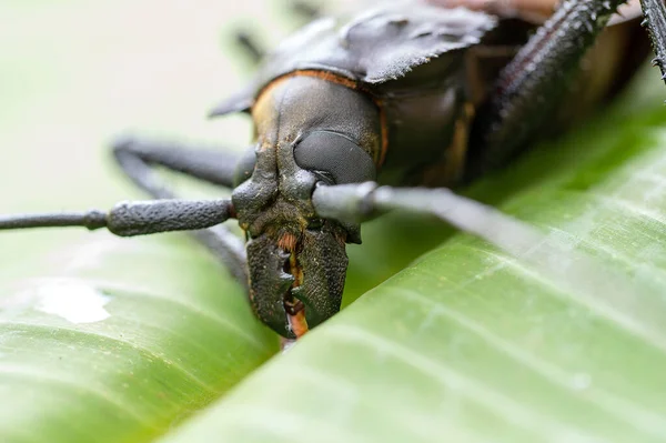 Giant Fijian longhorn beetle from island Koh Phangan, Thailand. Close up, macro. Giant Fijian long-horned beetle, Xixuthrus heros is one of largest living insect species.Large tropical beetle species