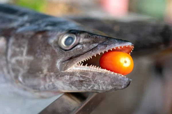 Sluiten Barracuda Tanden Met Rode Tomaat Zee Verse Vis Barracuda — Stockfoto