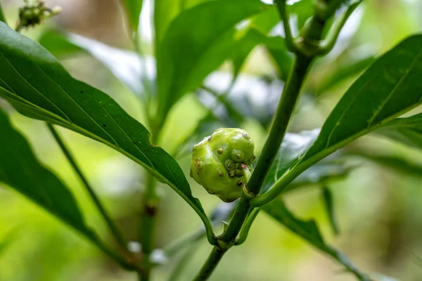 Fruto Verde Noni Jardín Tropical Árbol Jardín Tropical Isla Bali — Foto de Stock