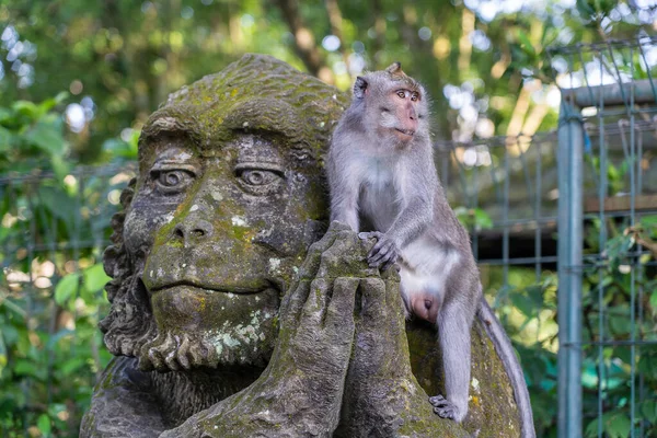 Retrato Mono Sentado Una Escultura Piedra Mono Bosque Sagrado Monos — Foto de Stock