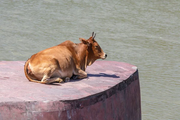 Корова Відпочиває Біля Річки Ганг Рішікеш Індія Зачиніть — стокове фото