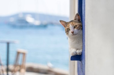 Türkiye 'nin Bodrum tatil beldesinde deniz kenarındaki pencere pervazında bir kedi oturuyor. Kapat.