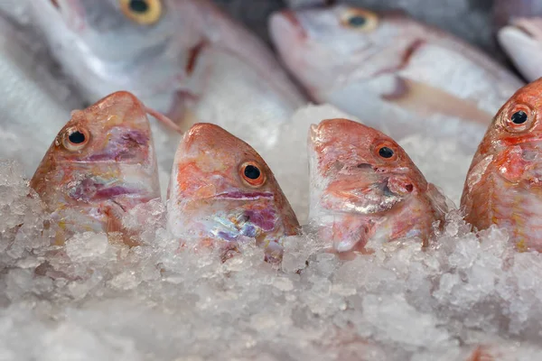 Pesce Crudo Sul Ghiaccio Vendita Mercato Strada Bodrum Turchia Vicino — Foto Stock