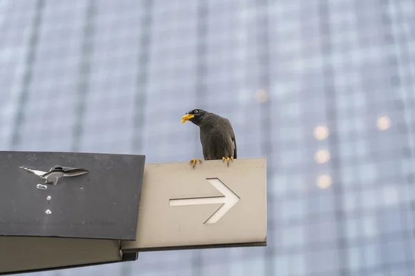 Black starling perched resting on a street board with a pointing arrow on a building background, Singapore city