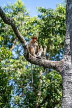 Borneo, Malezya 'nın yağmur ormanlarındaki vahşi hortum maymunu ya da Nasalis larvası, yaklaşın. Maymun ağaçta oturuyor.