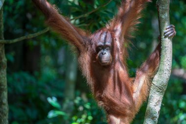 Borneo, Malezya 'nın yağmur ormanlarında nesli tükenmekte olan vahşi bir orangutan yaklaşıyor. Orangutan maymunu doğadaki ağaçta