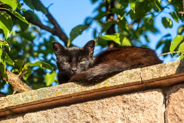 Μαύρη Γάτα Κάθεται Ένα Τσιμεντένιο Φράχτη Μια Καλοκαιρινή Μέρα Ηλιόλουστο — Φωτογραφία Αρχείου