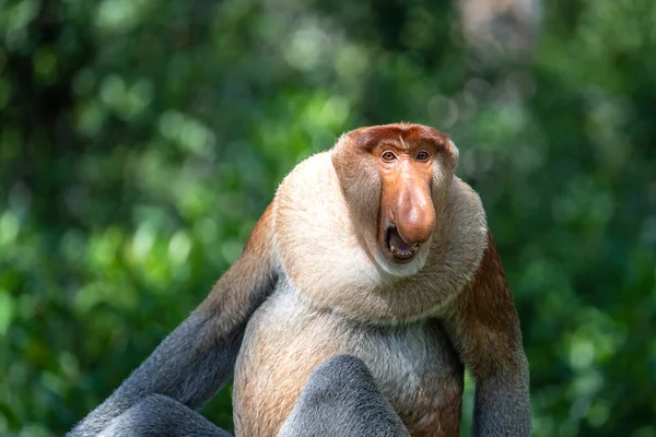 Retrato Mono Salvaje Proboscis Larvatus Nasalis Selva Tropical Isla Borneo —  Fotos de Stock