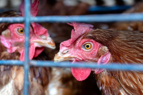 在印尼巴厘岛当地农场市场上出售的棕色鸡肉 靠近点 — 图库照片