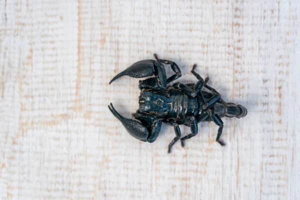 Escorpión Negro Asiático Sobre Fondo Madera Blanca Ubud Isla Bali —  Fotos de Stock