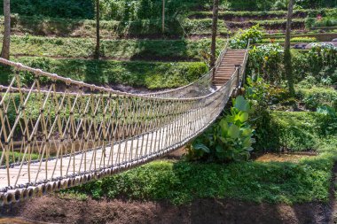 Bali Adası, Endonezya 'daki pirinç teraslarının yakınındaki ormanda asma köprü. Doğa ve seyahat kavramı