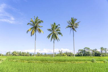 Endonezya 'nın Bali adasındaki Ubud köyü yakınlarında güneşli bir günde yeşil pirinç teraslarında üç büyük hindistan cevizi palmiyesi. Doğa ve seyahat kavramı