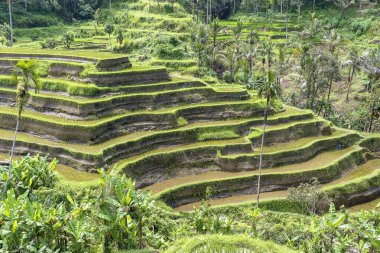Yeşil pirinç terasları, Endonezya 'daki tropikal ada Bali yakınlarındaki Ubud dağlarındaki pirinç tarlalarında. Doğa konsepti
