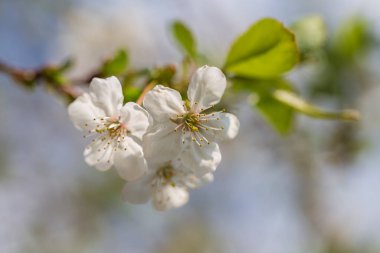 Bahar günü arka planda kiraz çiçeklerinin beyaz çiçekleri. Ukrayna 'da çiçek açan meyve ağacı, yakın plan. Doğa konsepti