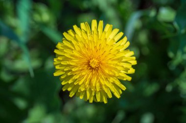 Karahindiba, taraxacum officinale. Doğadaki vahşi sarı çiçek, yakın çekim, üst manzara. Ukrayna