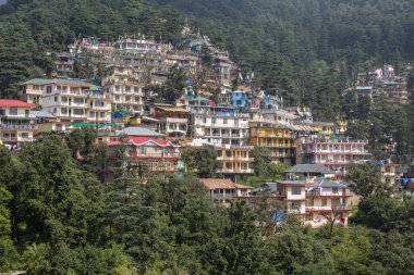 Hindistan 'ın Dharamsala kentindeki Himalaya dağlarında renkli evler ve yeşil bir çam ormanı. Arka planda çam ağaçları ve evler