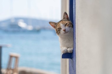 Türkiye 'nin Bodrum tatil beldesinde deniz kenarındaki pencere pervazında bir kedi oturuyor. Kapat.