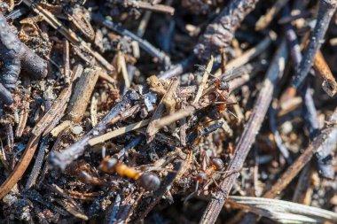 Ormanda büyük bir karınca yuvası. Yaz ormanlarında karınca kolonisi olan büyük bir karınca yuvası. Ormandaki karınca tepesinde karınca var. Yaklaş, makro.