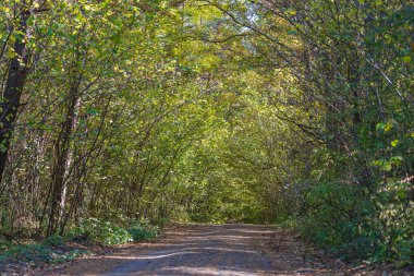 Sonbaharda ormanın ortasında bir yolun alçak açılı görüntüsü. Ağaçlar sonbaharda bir yolun üzerinde tünel oluşturuyorlar. Ukrayna