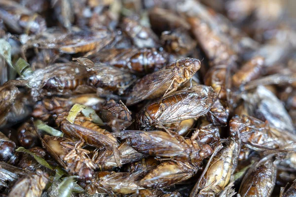 Cicada Frito Uma Das Comidas Tailandesas Tradicionais Normais Tailândia Eles — Fotografia de Stock