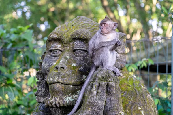 Portret Małpy Siedzącej Kamiennej Rzeźbie Małpy Świętym Lesie Małp Ubud — Zdjęcie stockowe