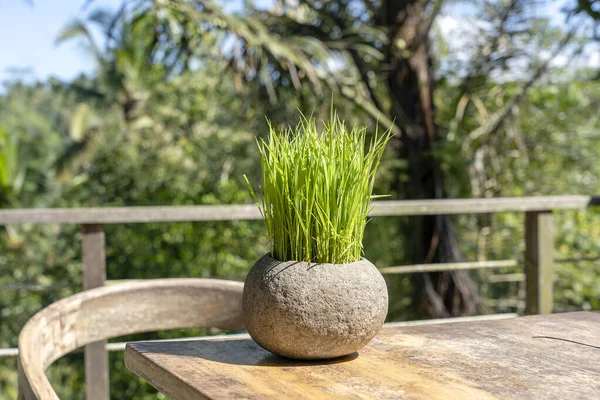 Brotos Arroz Verde Vaso Flores Pedra Uma Mesa Madeira Café — Fotografia de Stock