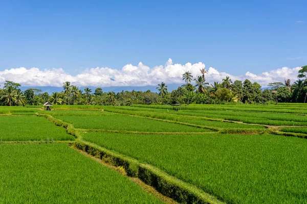 Landschap Met Groene Rijstvelden Palmbomen Zonnige Dag Eiland Bali Indonesië — Stockfoto